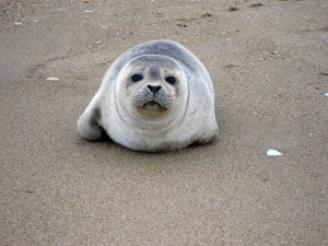 Harbor seal